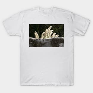 Flowering Pampas Grass Plumes Garden Wall T-Shirt